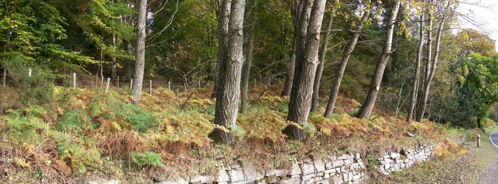Plastic Tiber forest for eco-friendly wood